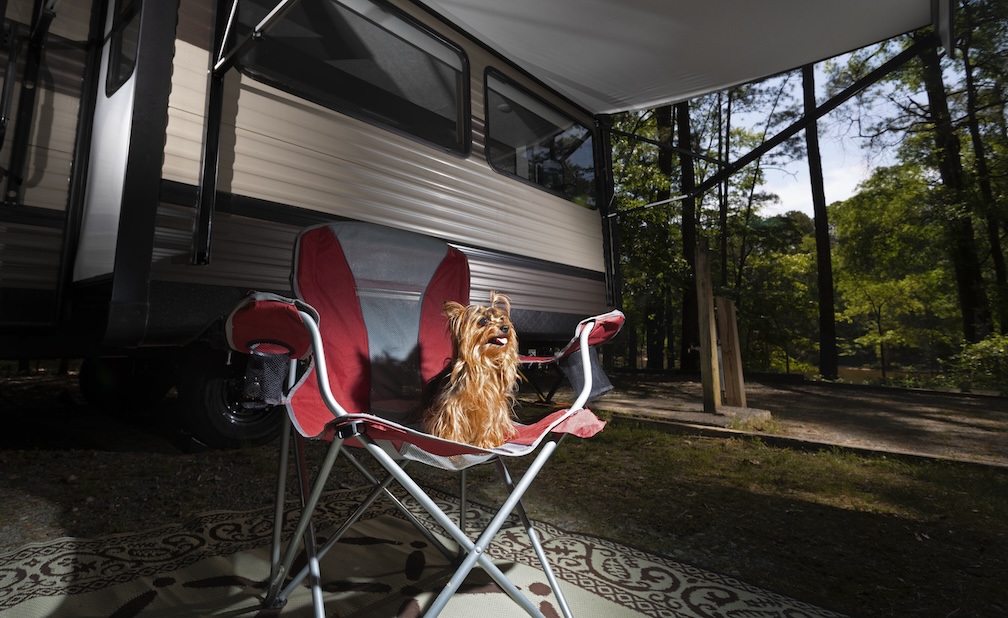 Small dog relaxing in a camping chair under RV awning at a Tennessee RV park.