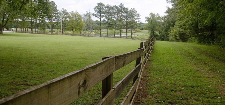 Rural Hill Farm - Fence Row